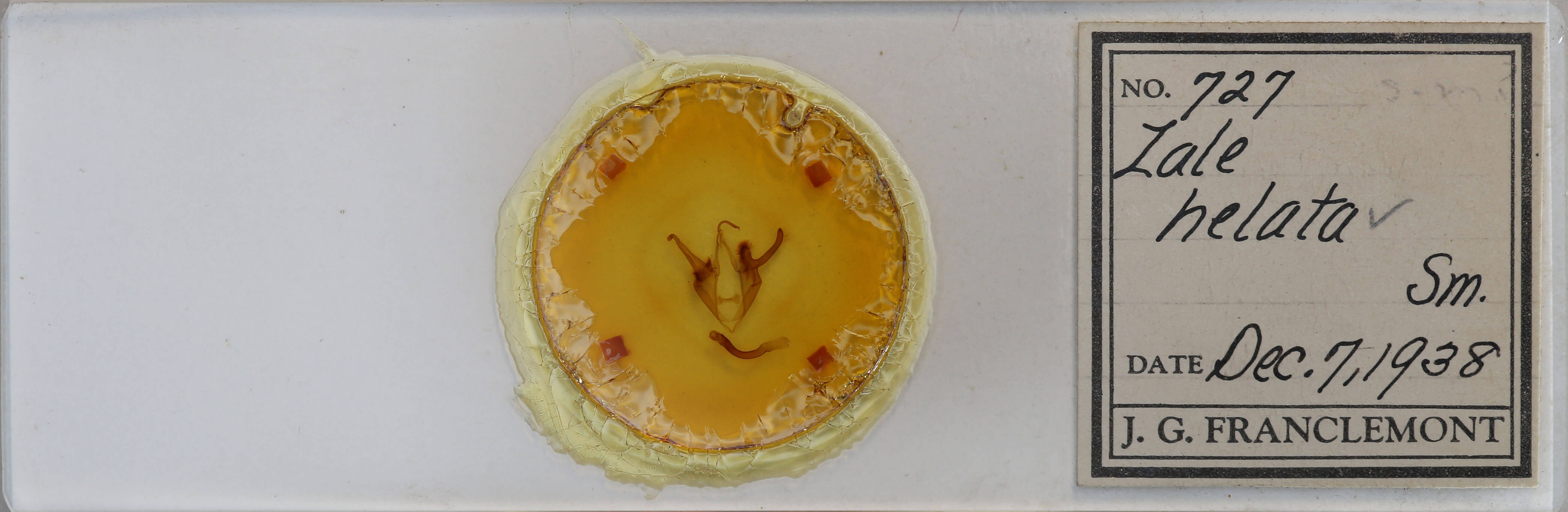 slide view of adult Zale helata