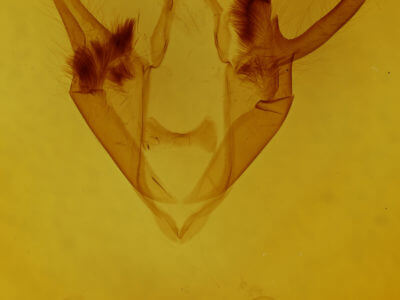 genitalia view of adult Zale helata