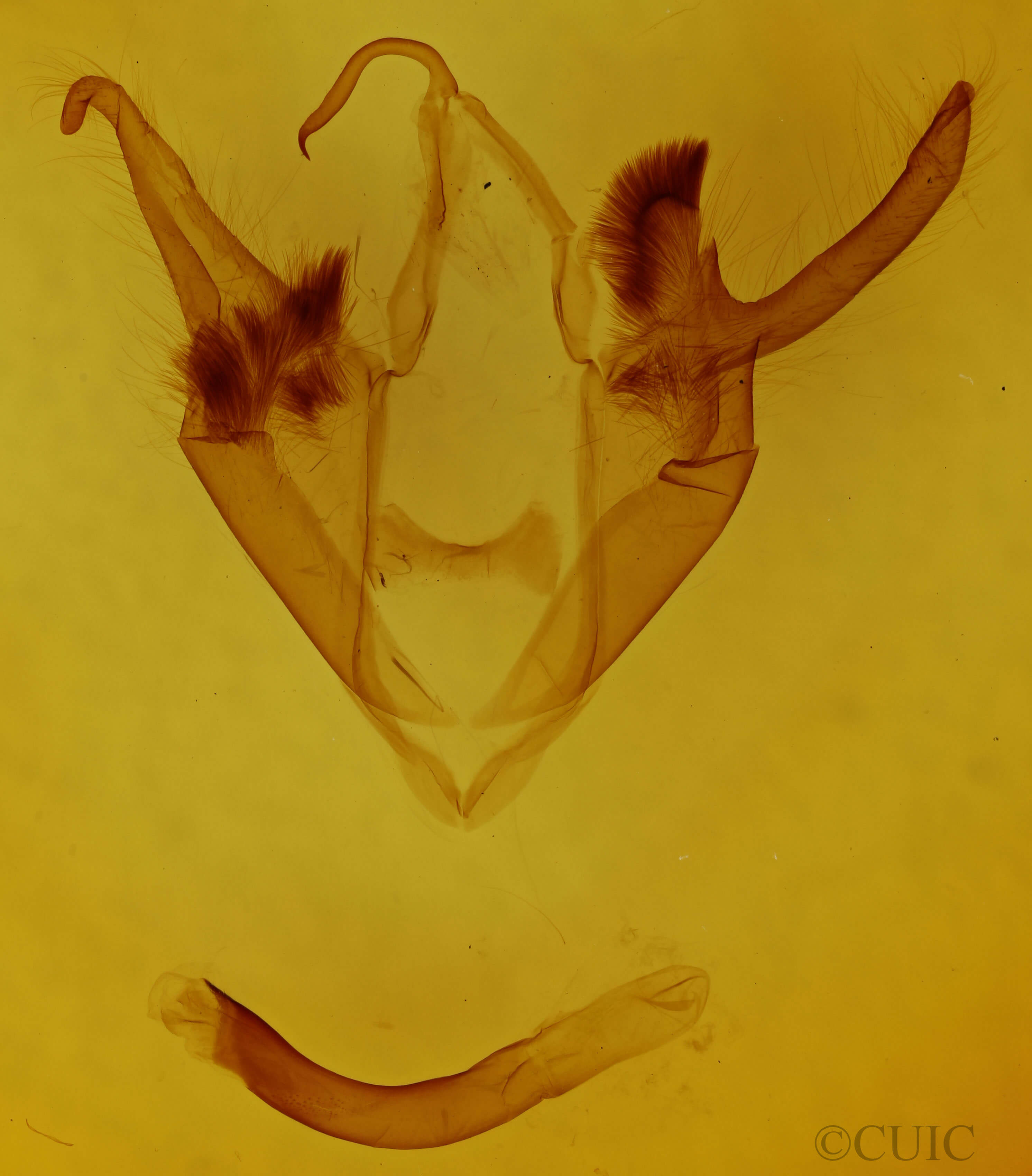 genitalia view of adult Zale helata