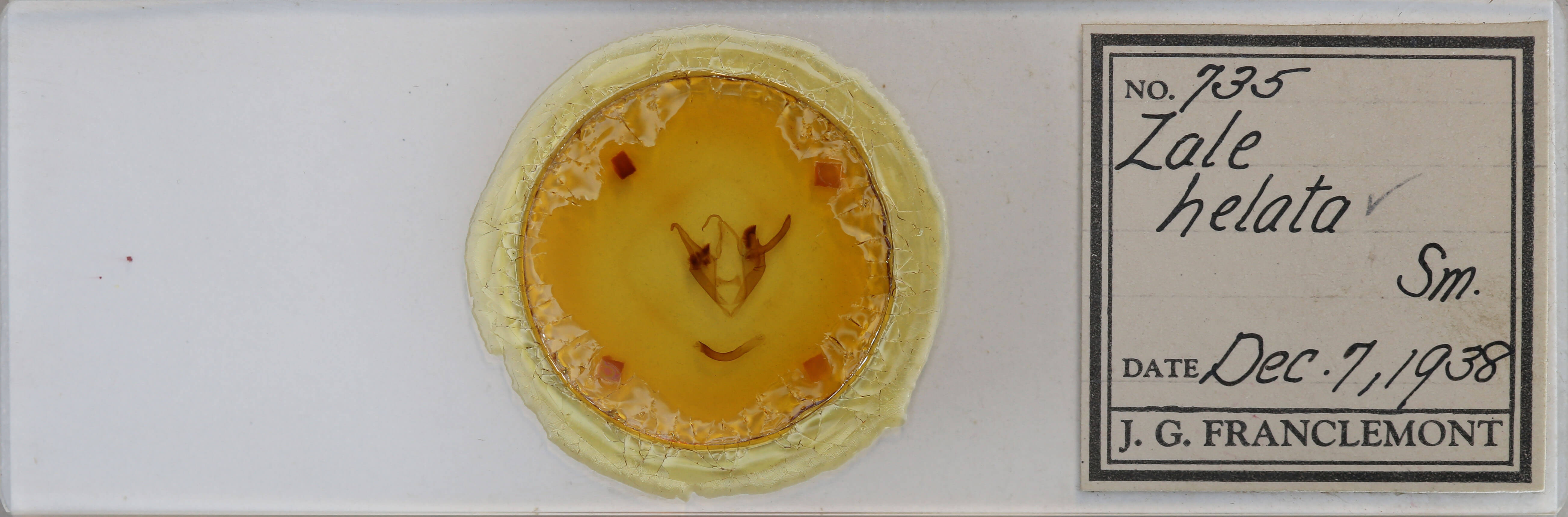 slide view of adult Zale helata