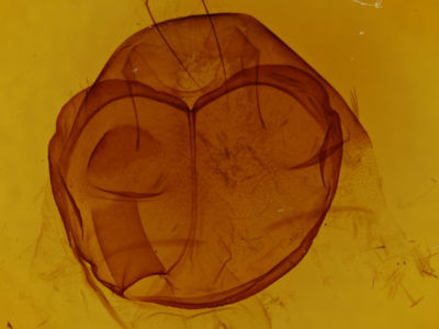 genitalia view of adult Zale helata
