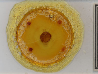 slide view of adult Zale helata