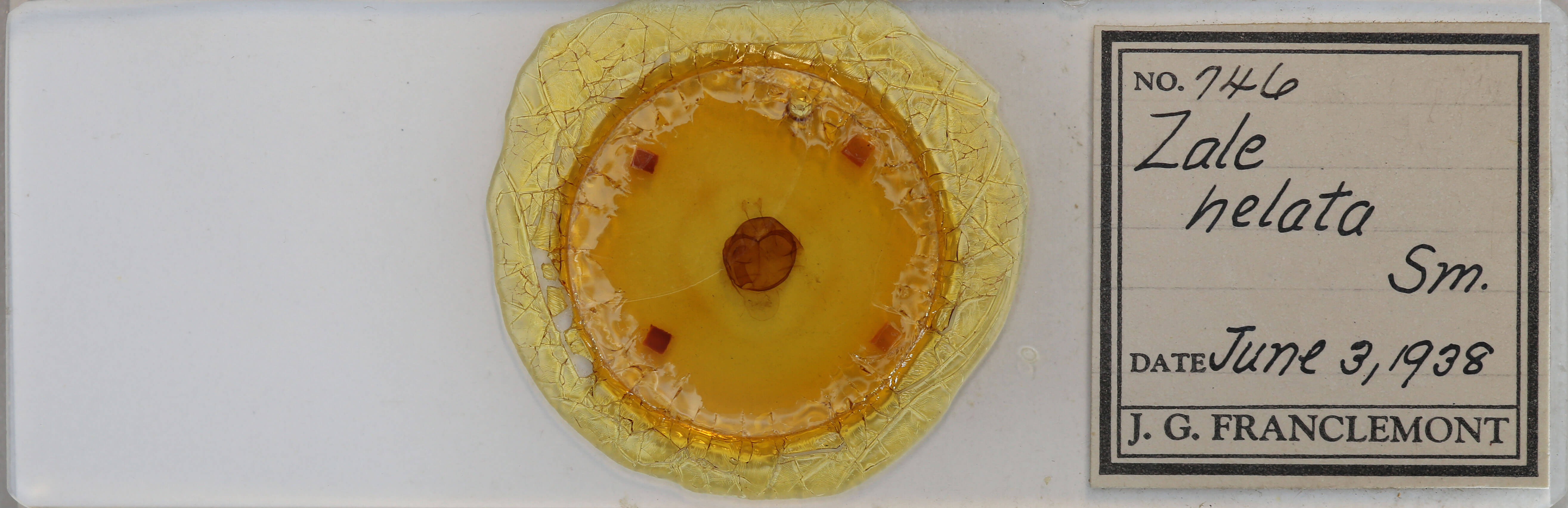 slide view of adult Zale helata