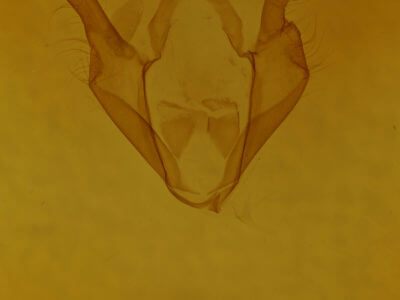 genitalia view of adult Zale