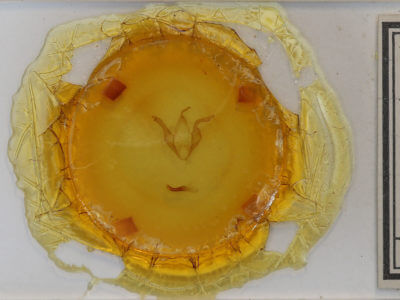 slide view of adult Zale