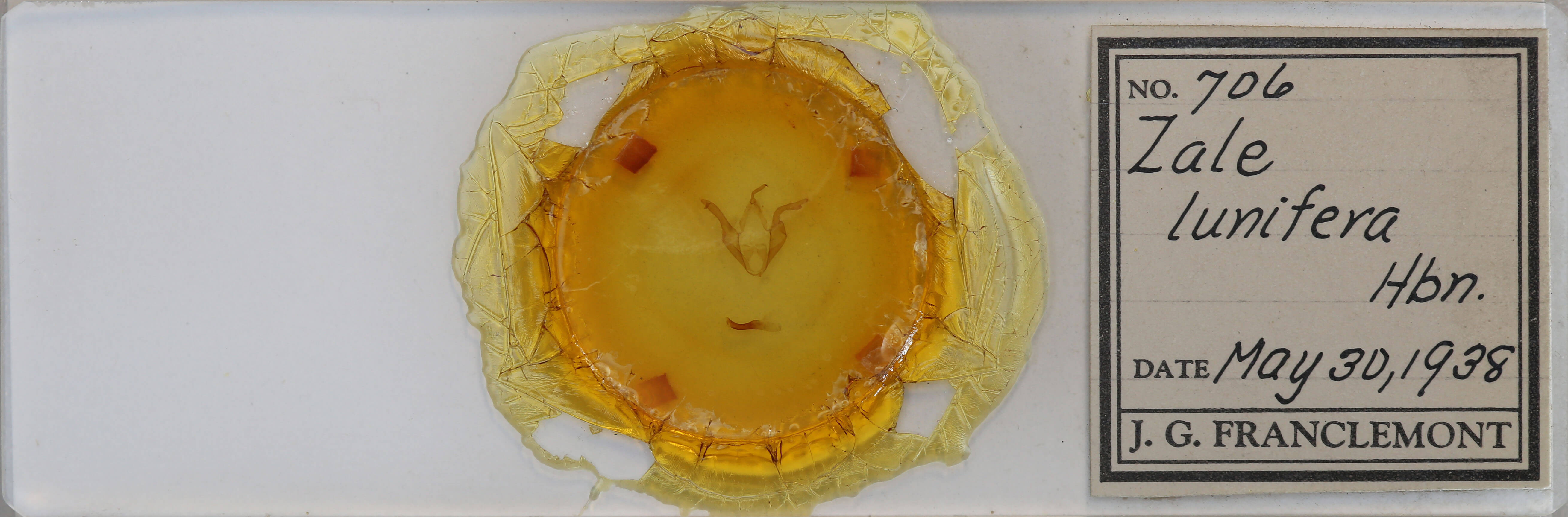 slide view of adult Zale