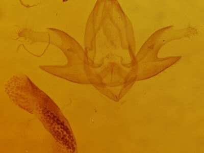 genitalia view of adult Zanclognatha cruralis