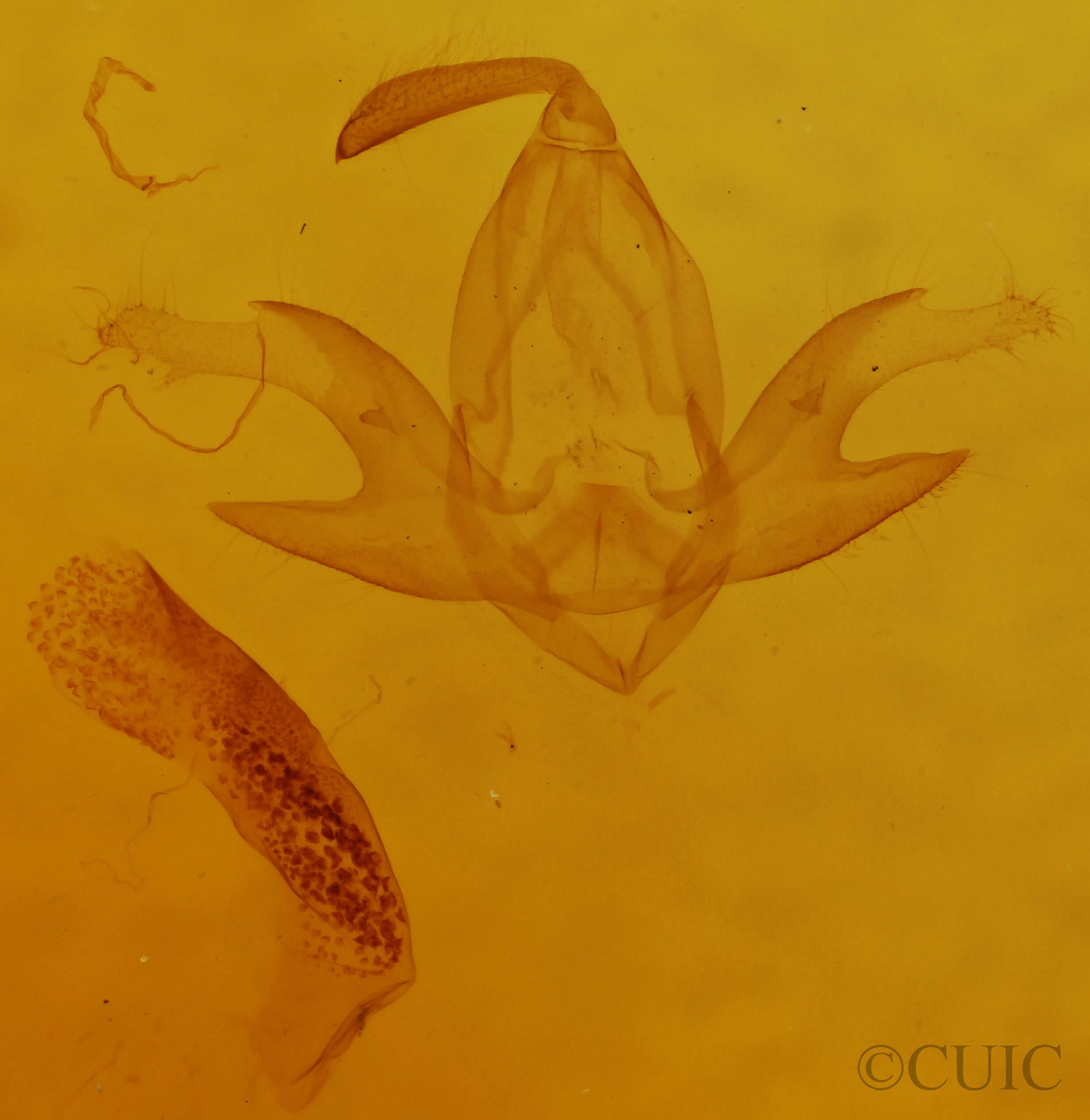 genitalia view of adult Zanclognatha cruralis