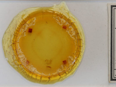 slide view of adult Zanclognatha cruralis