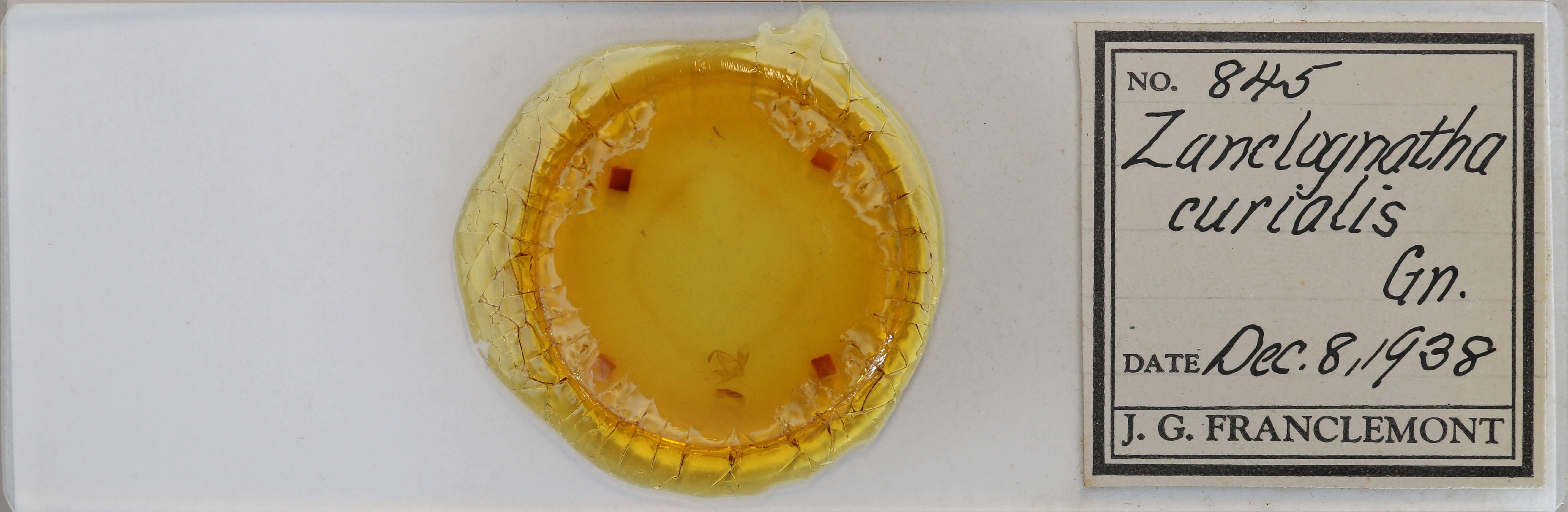 slide view of adult Zanclognatha cruralis