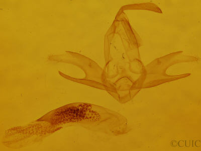 genitalia view of adult Zanclognatha jacchusalis