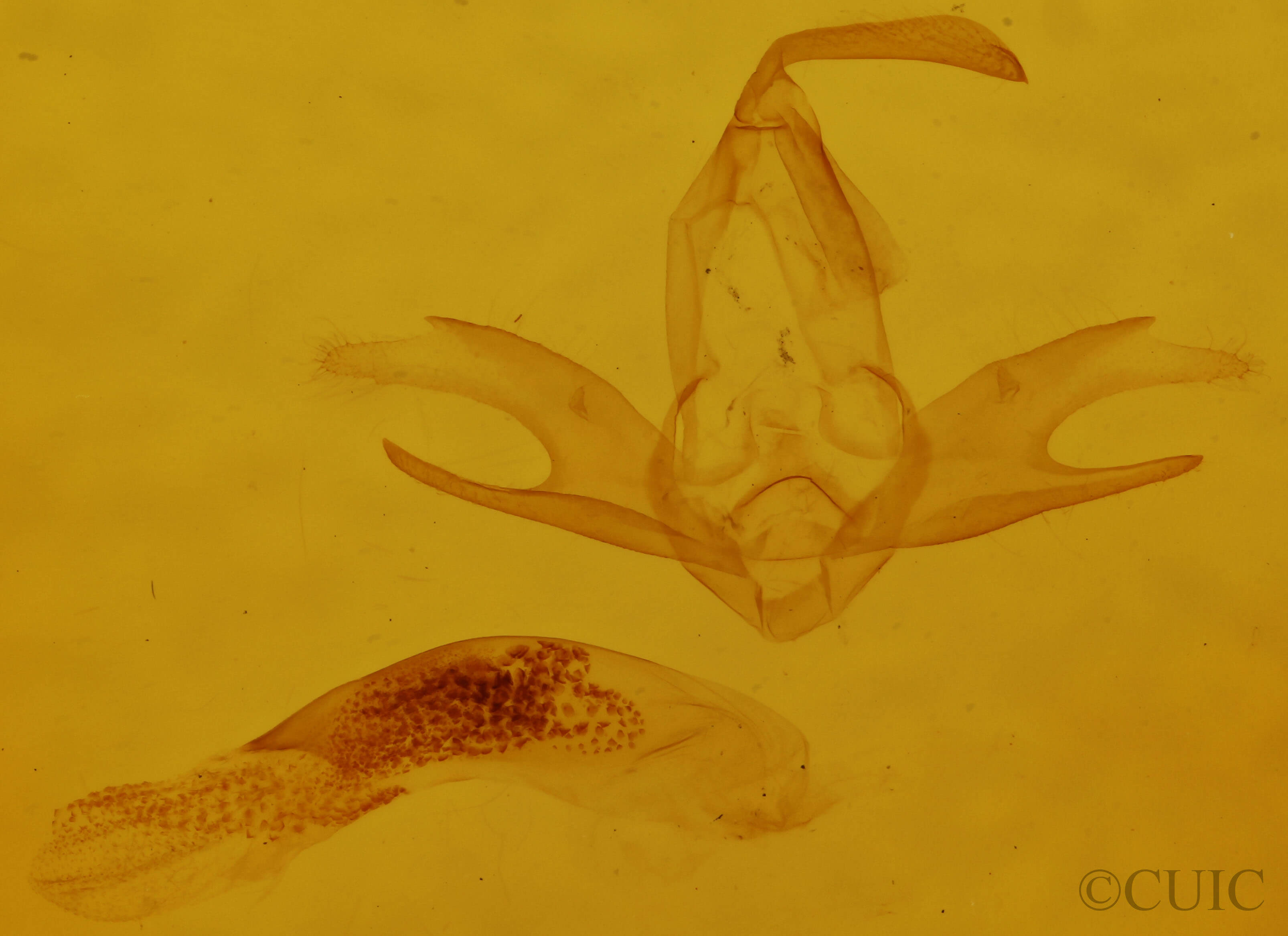 genitalia view of adult Zanclognatha jacchusalis