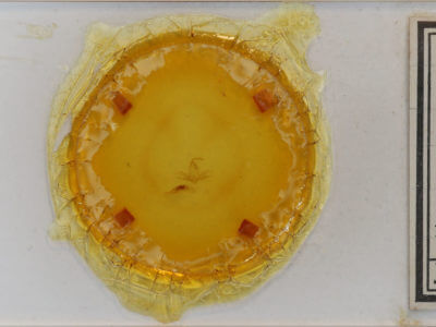 slide view of adult Zanclognatha jacchusalis