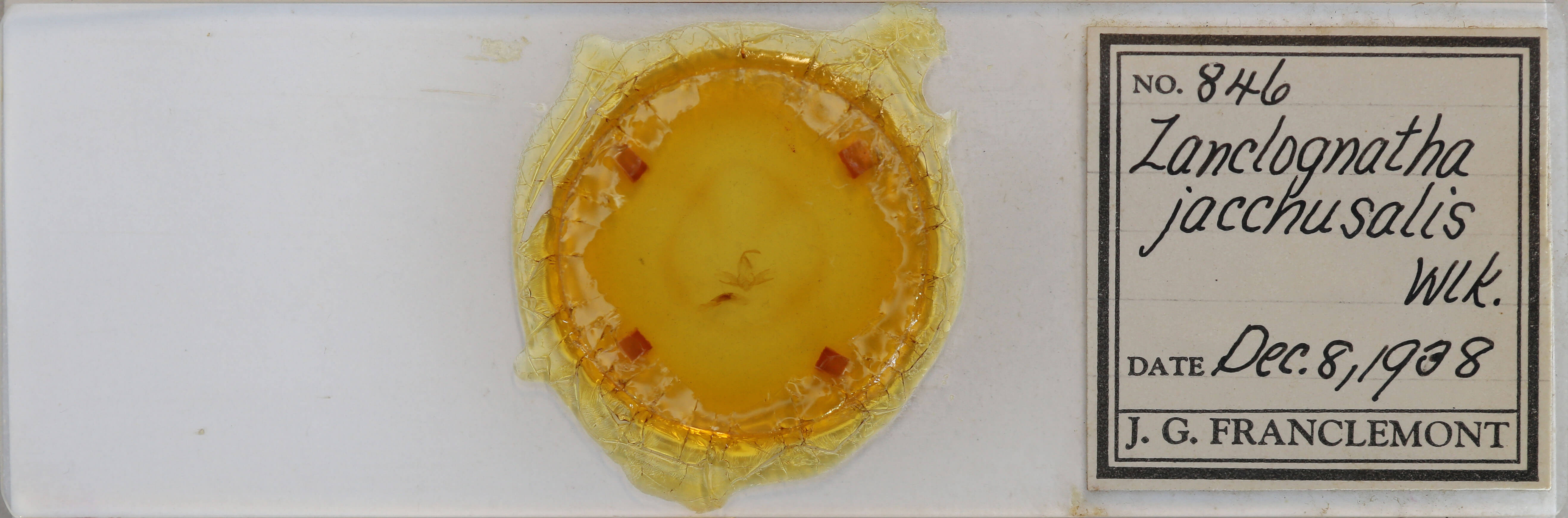 slide view of adult Zanclognatha jacchusalis