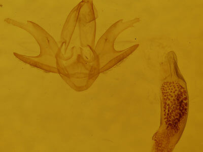 genitalia view of adult Zanclognatha jacchusalis
