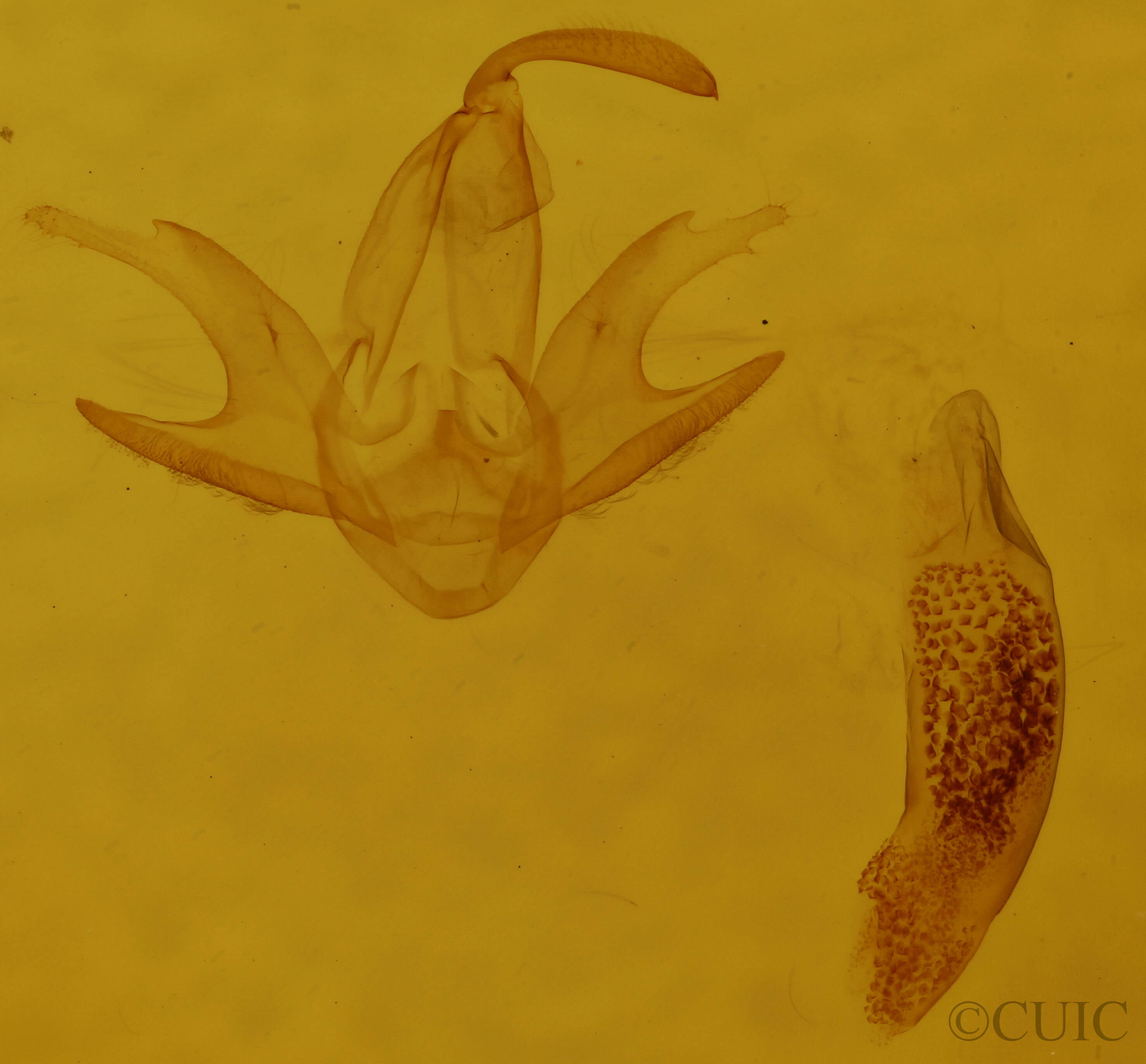 genitalia view of adult Zanclognatha jacchusalis