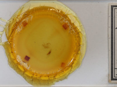 slide view of adult Zanclognatha jacchusalis