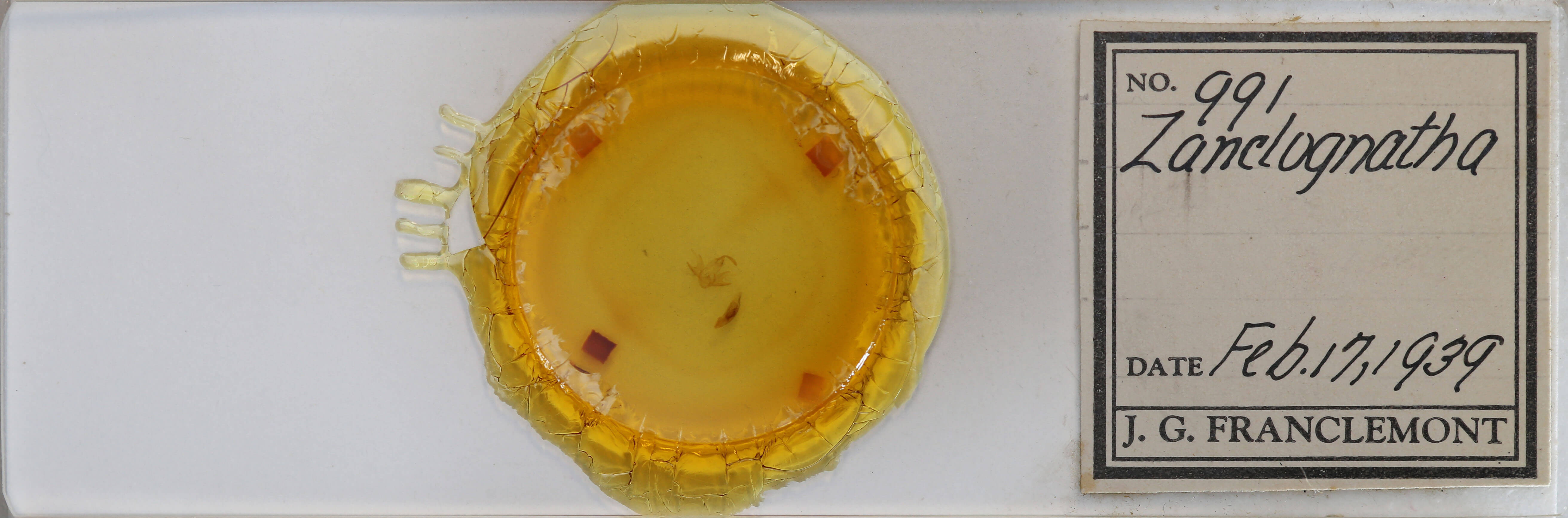 slide view of adult Zanclognatha jacchusalis