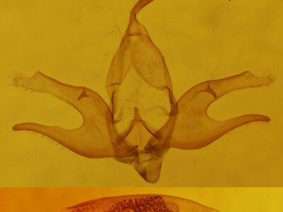 genitalia view of adult Zanclognatha laevigata