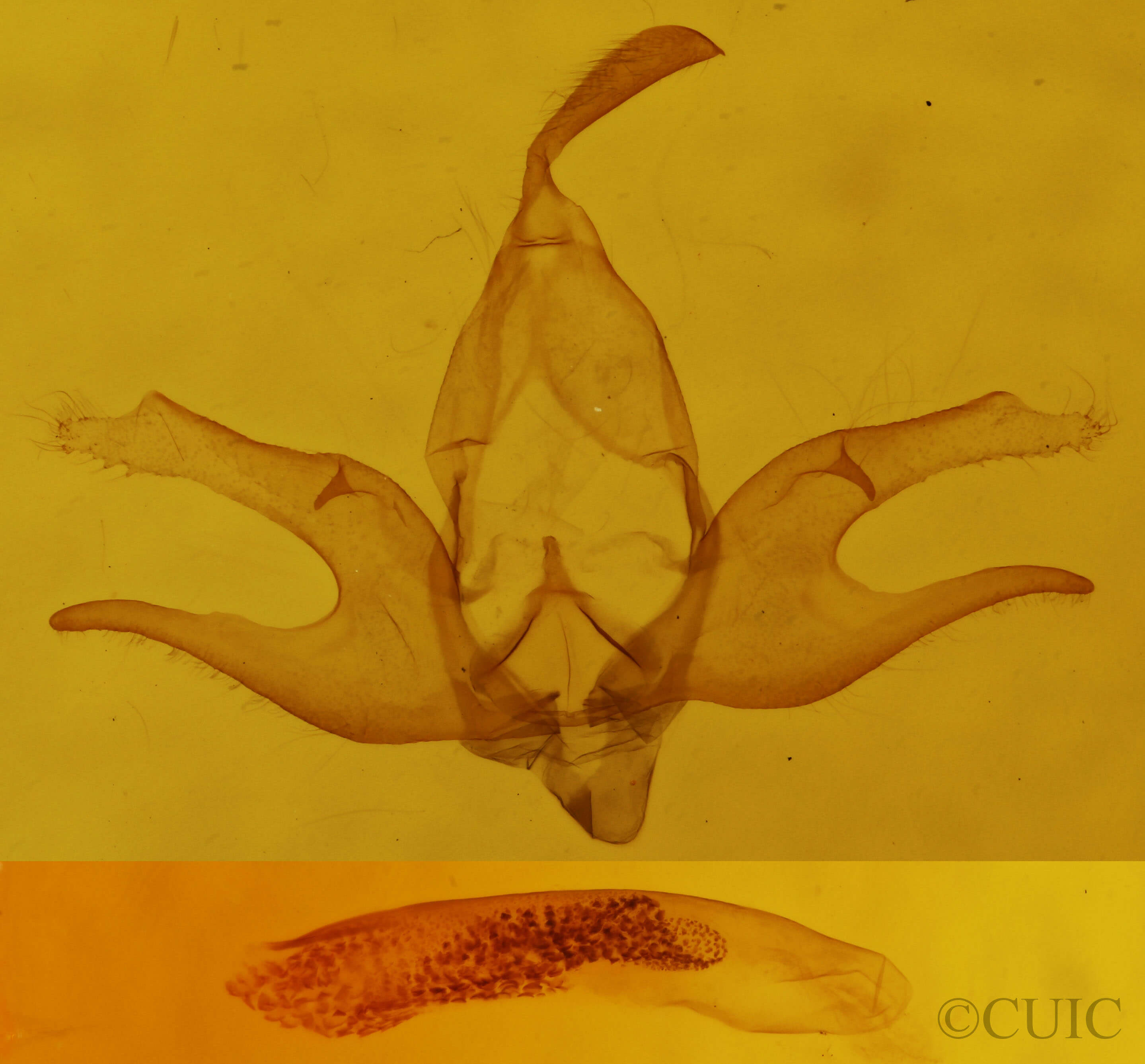 genitalia view of adult Zanclognatha laevigata