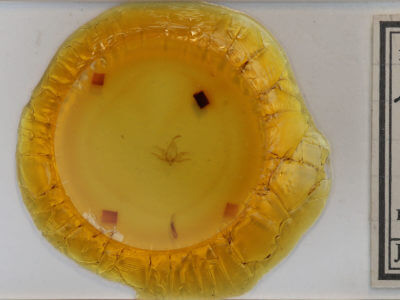 slide view of adult Zanclognatha laevigata