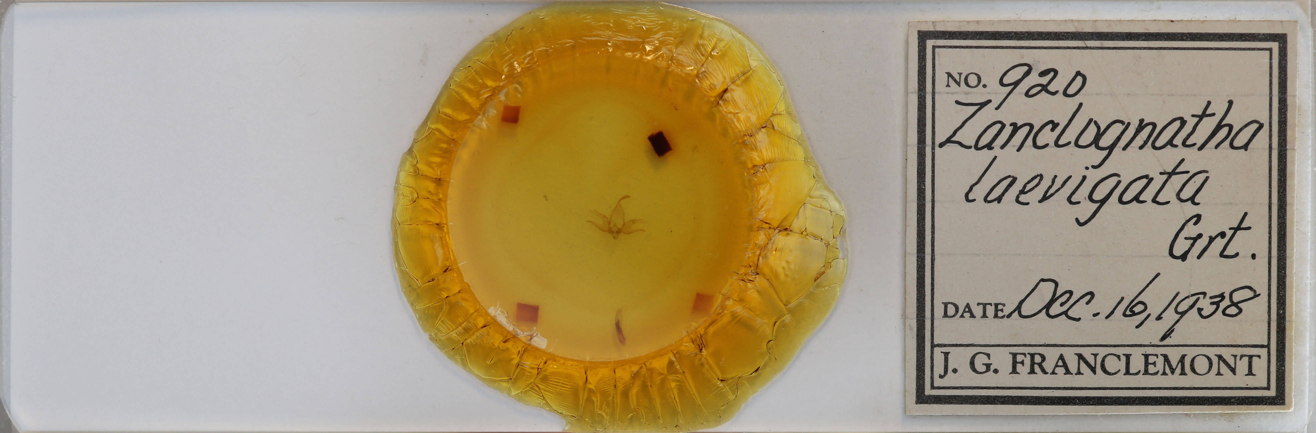 slide view of adult Zanclognatha laevigata