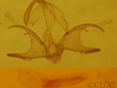 genitalia view of adult Zanclognatha lituralis