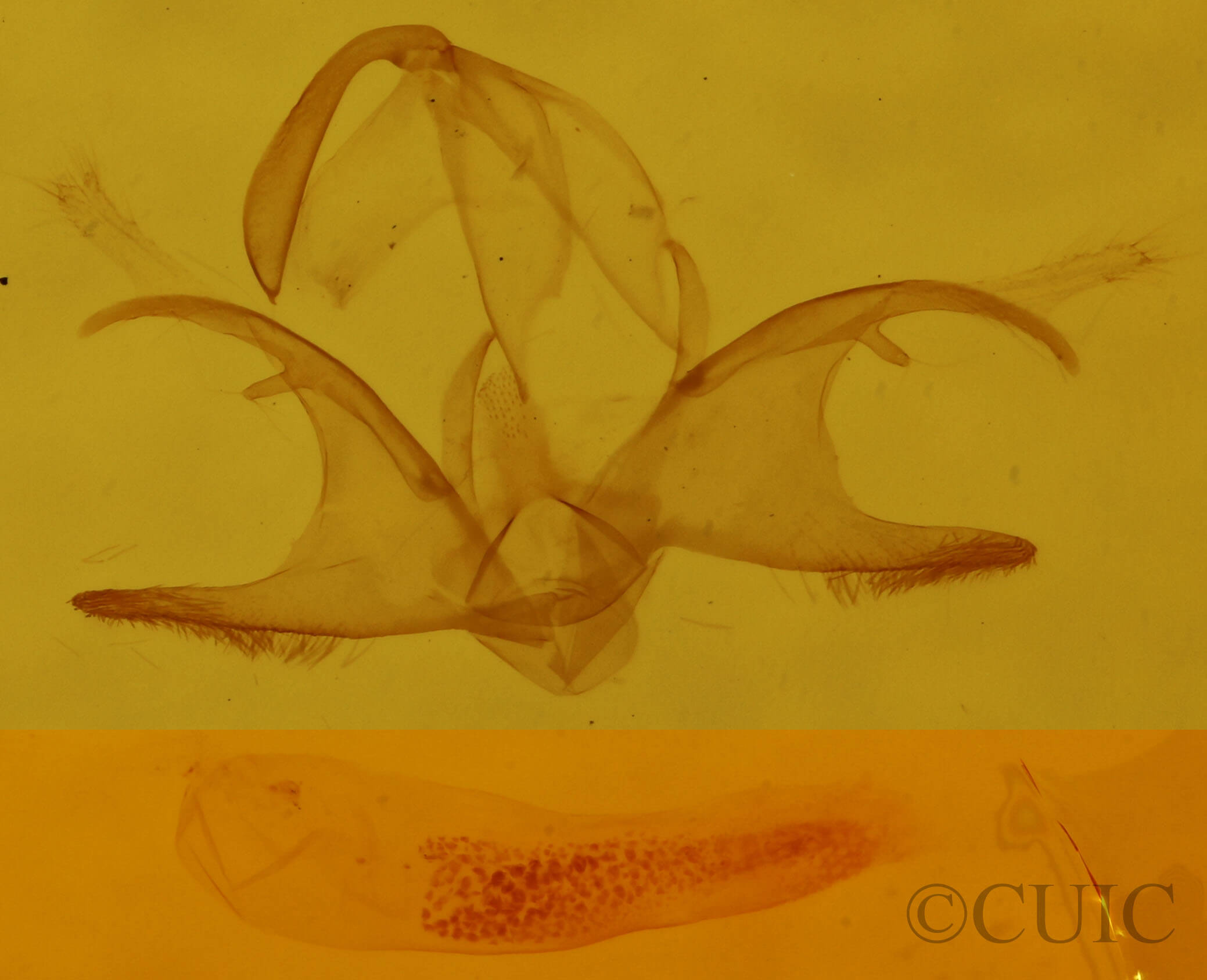 genitalia view of adult Zanclognatha lituralis