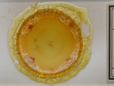 slide view of adult Zanclognatha lituralis