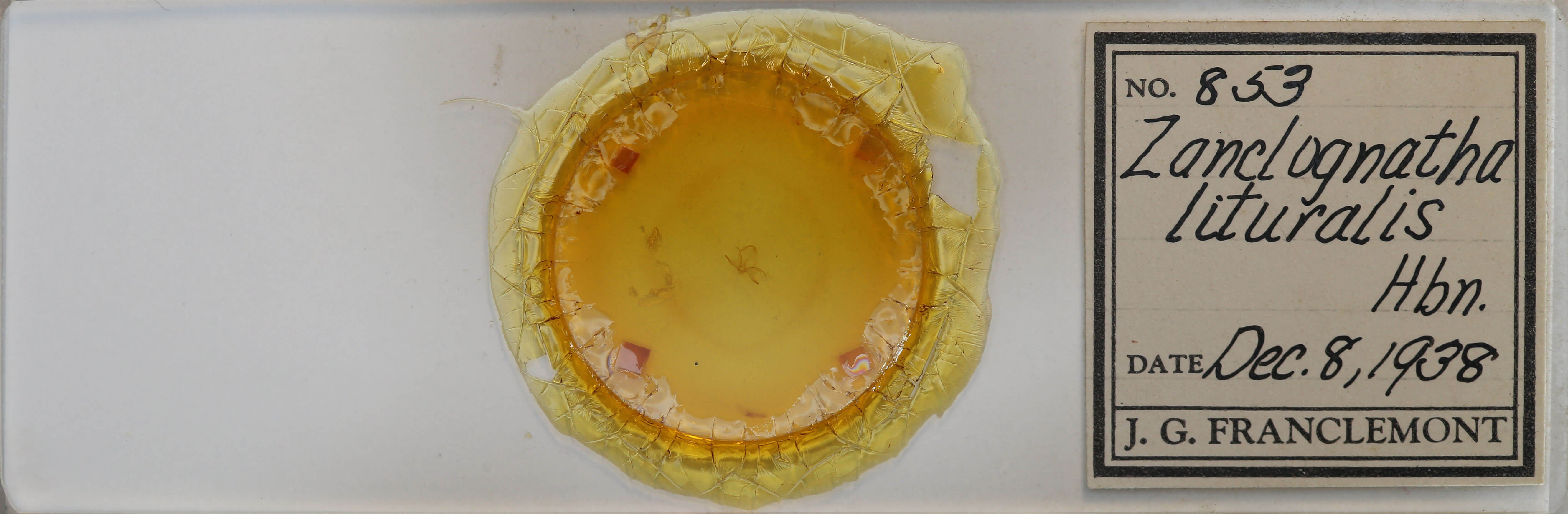 slide view of adult Zanclognatha lituralis