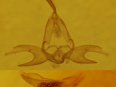 genitalia view of adult Zanclognatha jacchusalis