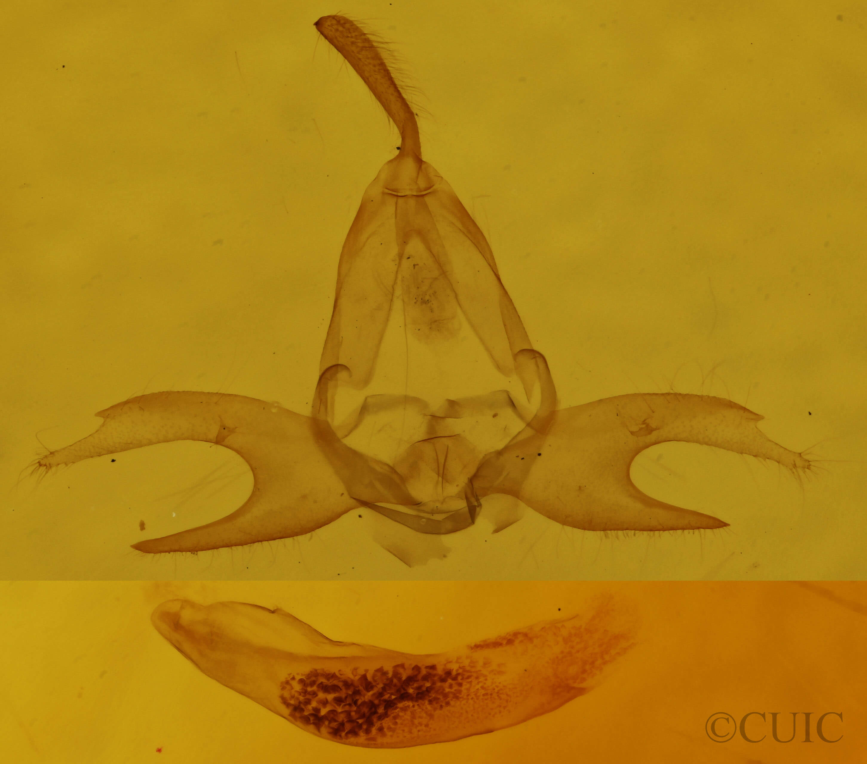 genitalia view of adult Zanclognatha jacchusalis