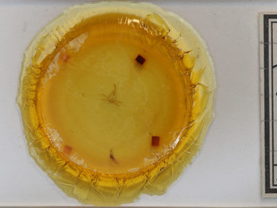 slide view of adult Zanclognatha jacchusalis