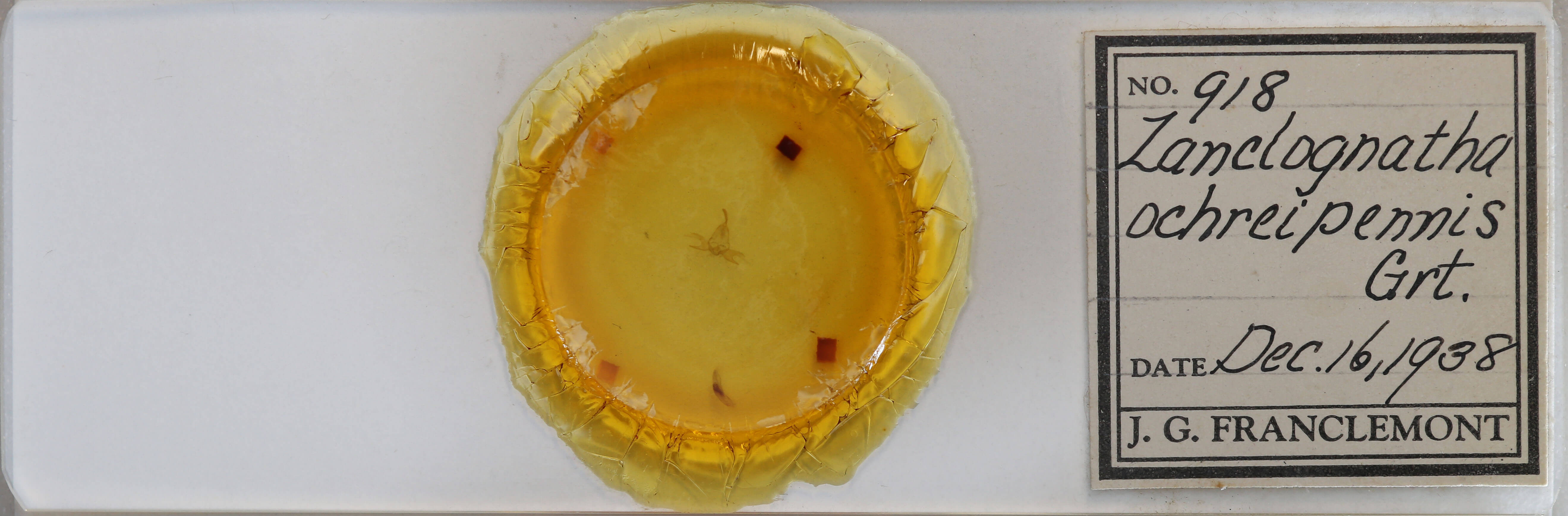 slide view of adult Zanclognatha jacchusalis