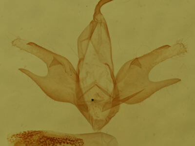 genitalia view of adult Zanclognatha pedipilalis