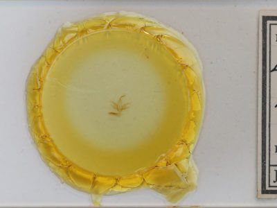 slide view of adult Zanclognatha pedipilalis