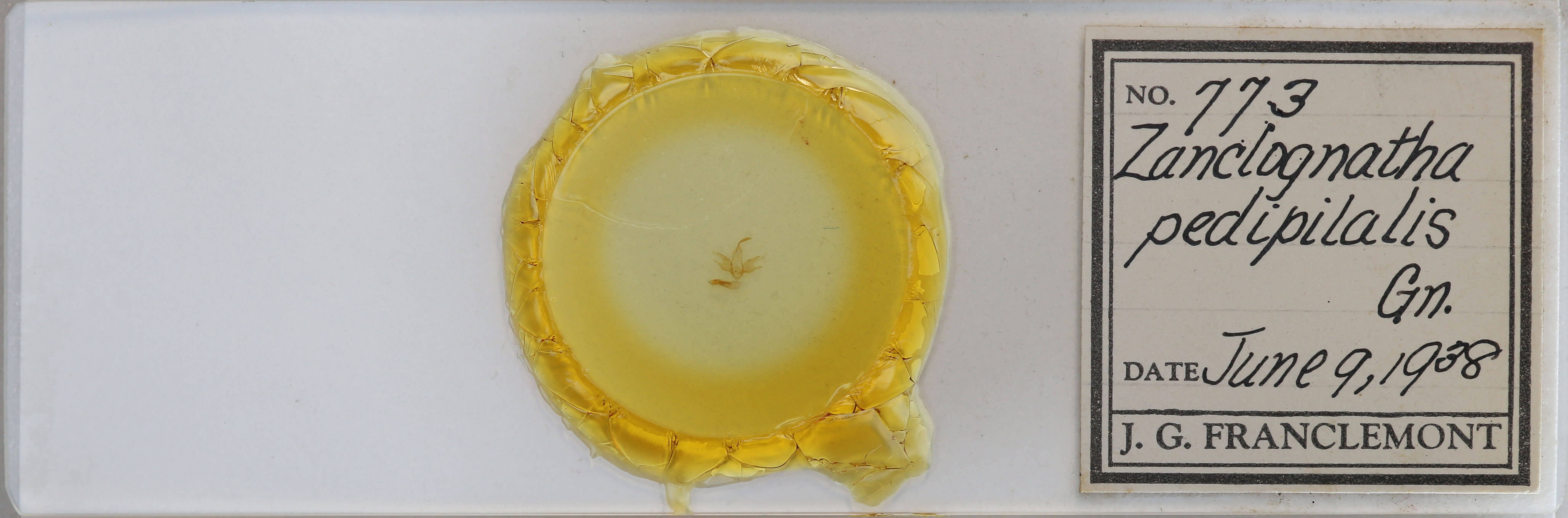 slide view of adult Zanclognatha pedipilalis