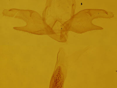 genitalia view of adult Zanclognatha pedipilalis