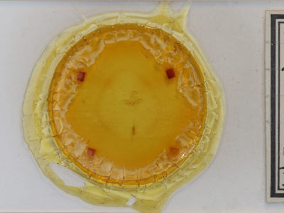 slide view of adult Zanclognatha pedipilalis