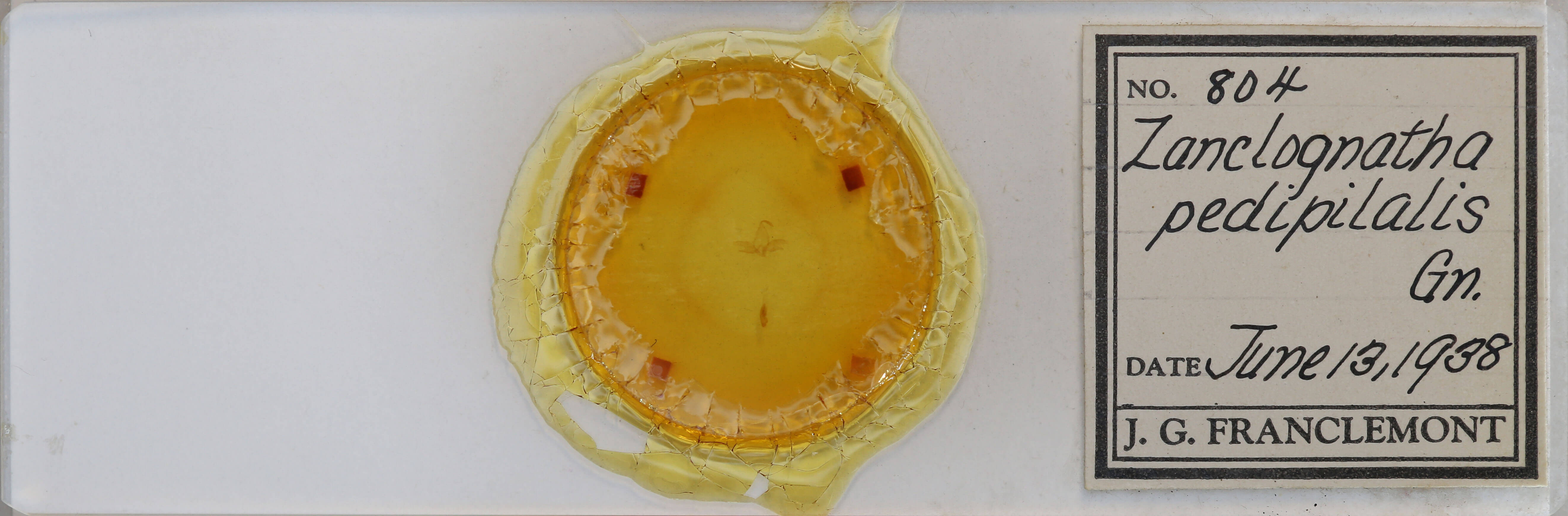 slide view of adult Zanclognatha pedipilalis