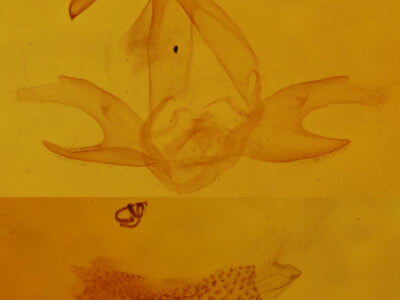 genitalia view of adult Zanclognatha protumnusalis/dentata