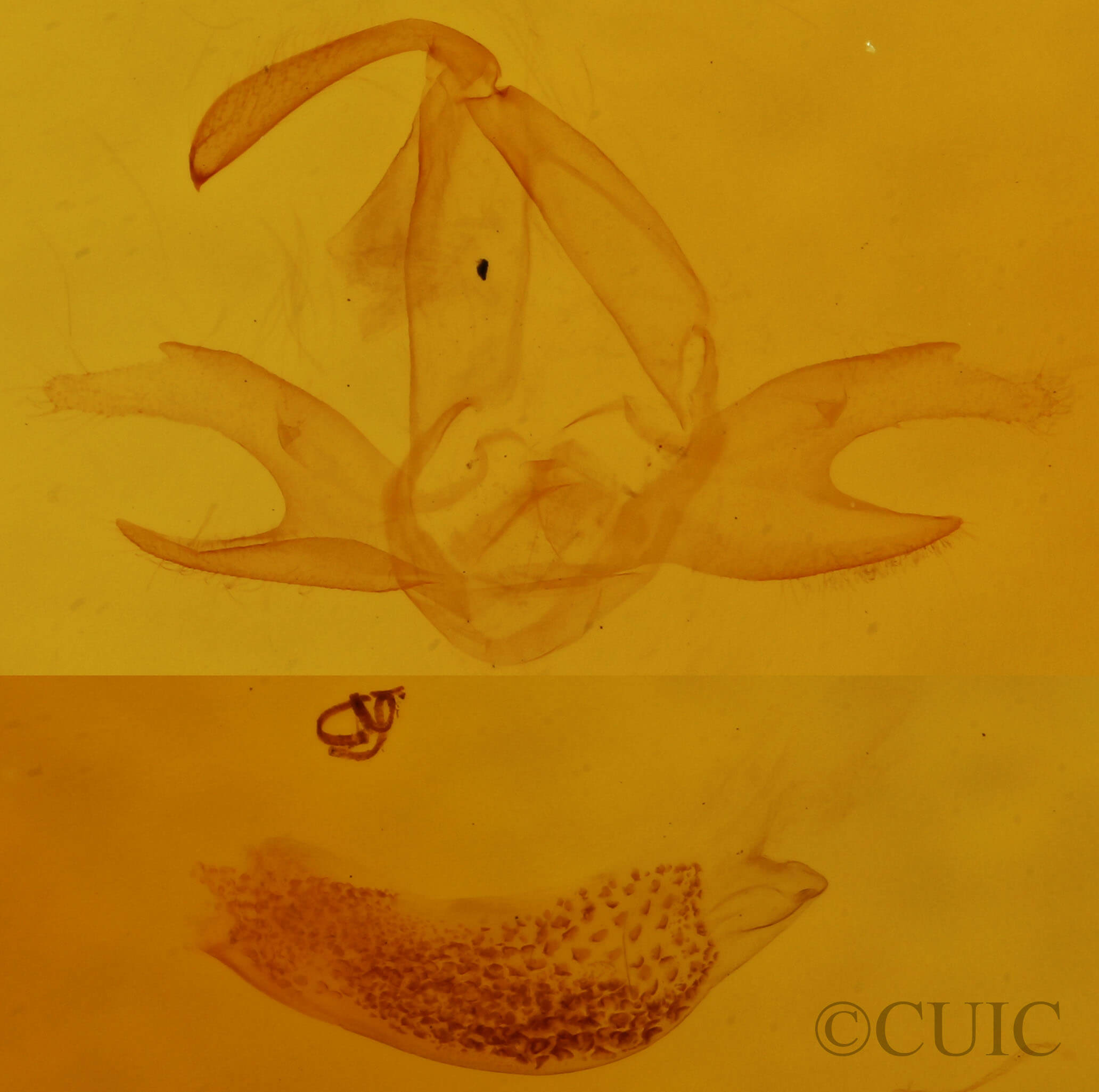 genitalia view of adult Zanclognatha protumnusalis/dentata