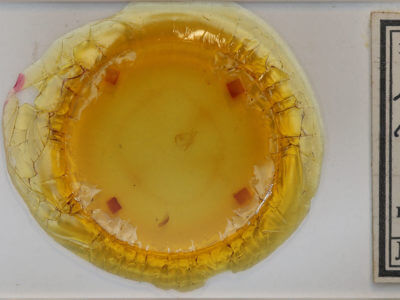 slide view of adult Zanclognatha protumnusalis/dentata