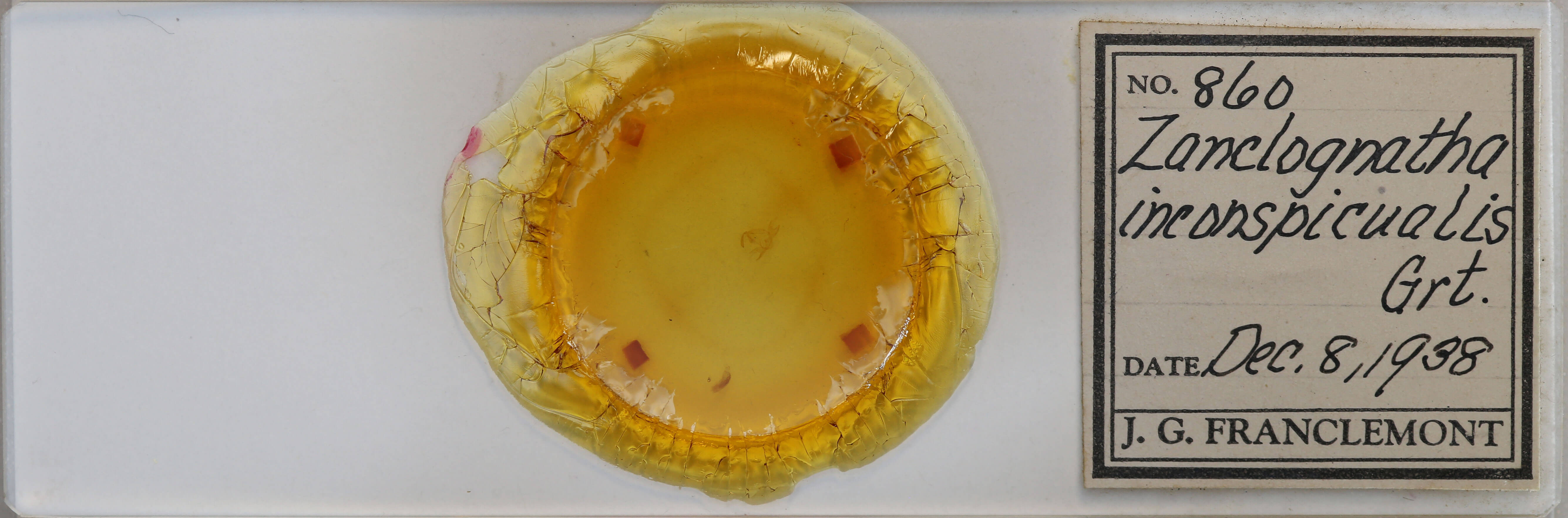 slide view of adult Zanclognatha protumnusalis/dentata