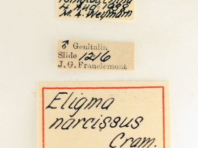 label view of adult Eligma narcissus