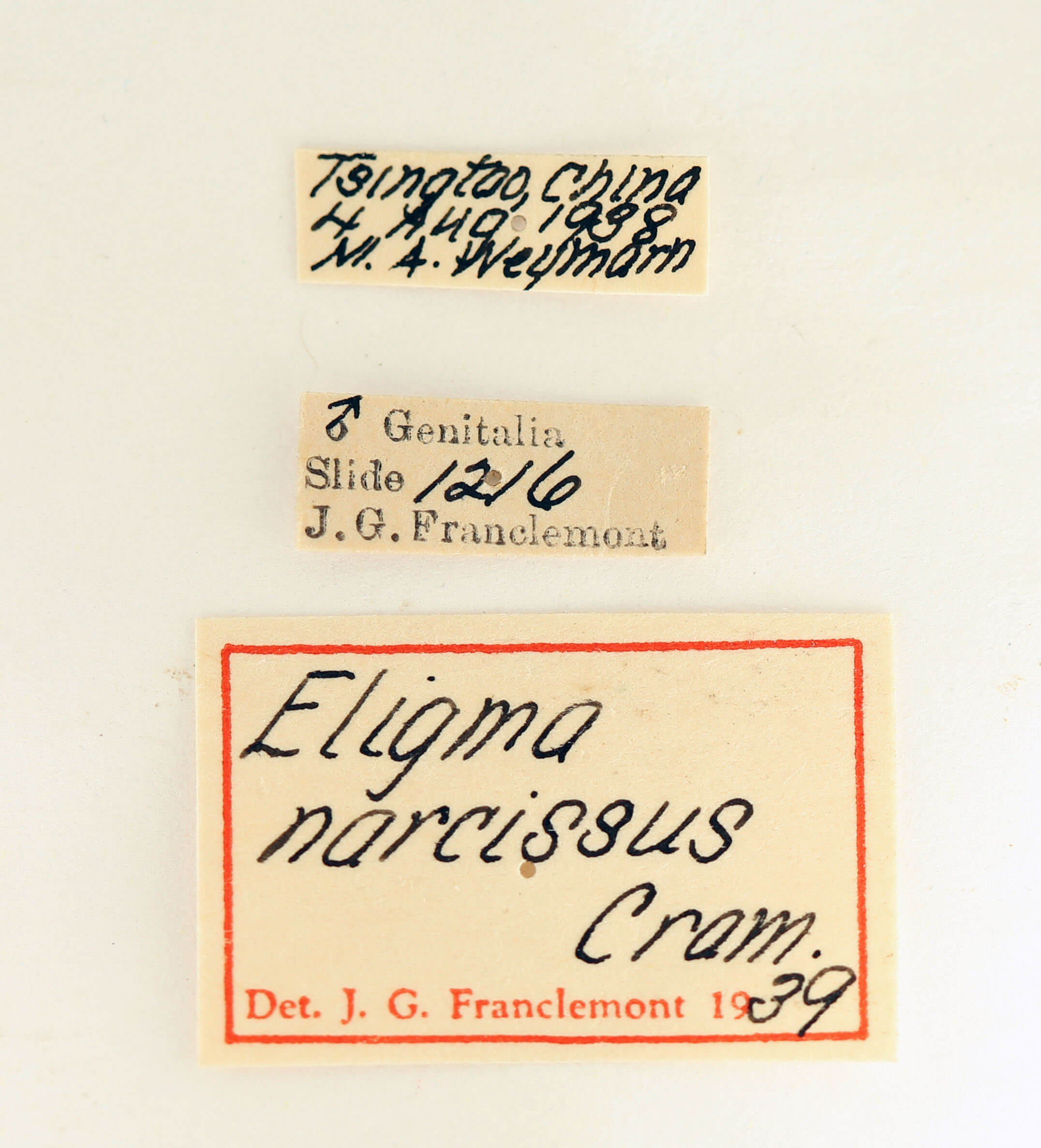 label view of adult Eligma narcissus