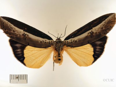 dorsal view of adult Eligma narcissus