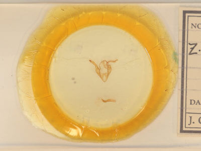 slide view of adult Zale galbanata