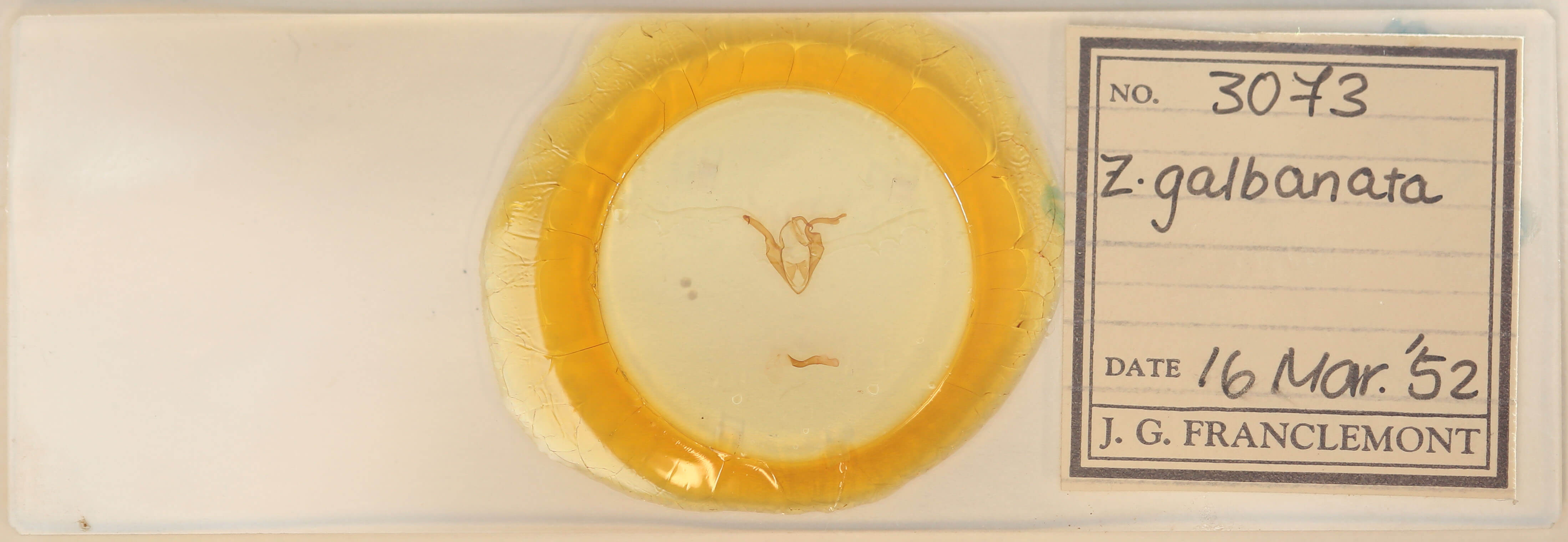 slide view of adult Zale galbanata