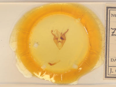 slide view of adult Zale metatoides